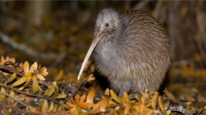 Киви: Древняя Птица | Интересные факты про птицу киви