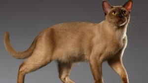 Бурманская кошка
