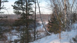 На улице +3. Пошли гулять в лес.