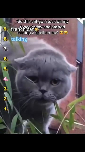 Топ говорящих котов смотреть онлайн