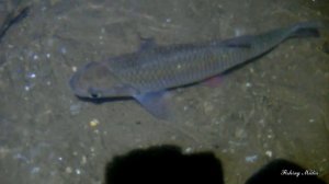 Налим на живца зимой. 3 сезон. 2 серия.(Много рыбы под прозрачным льдом, и она не уплывает)