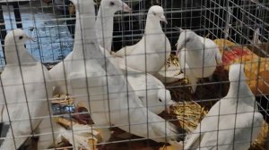 7.02.2026г Ярмарка ст.Бронницы ч.1