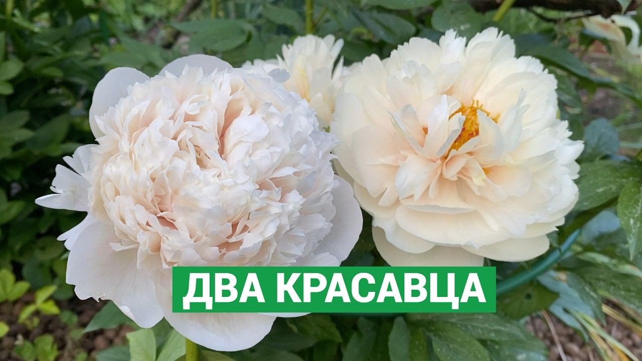 Сравнение пионов Colonel Owen Cousin и Pastelegance смотреть онлайн