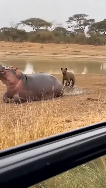 Бегемот давно замышлял это.