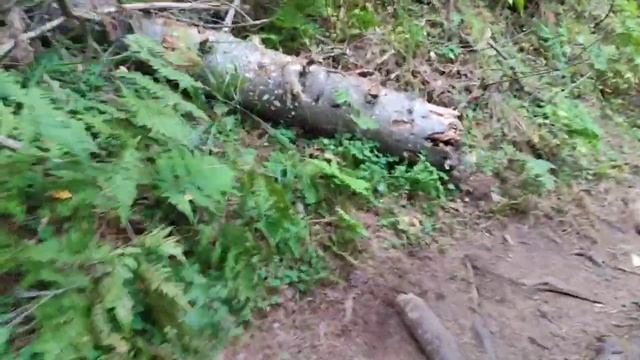 Лесная тропа возле озера Тибиркуль 18.08.24. смотреть онлайн