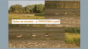 Кулик грязи не боится. Он в ней кормится