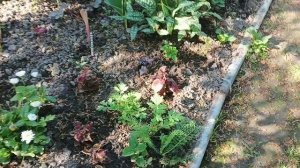 Лето, 4 июня утренний обход