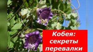 Пересадка кобеи: пошаговая инструкция, чтобы лиана не замерла в росте