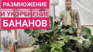 Выращивание банана