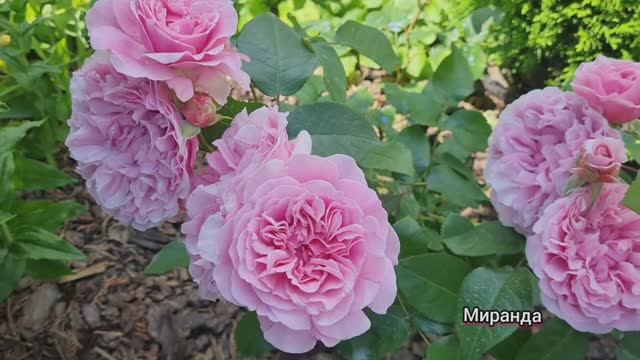 Немного тепла, цветов и лета! 🌹💕 Сезон 2025 Ленинградская область.🌺💕 смотреть онлайн