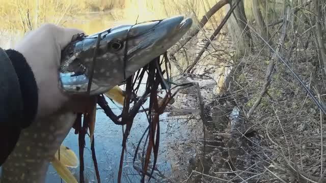 Рыбалка. Пермский край. р. Мулянка. Щука на червяка. смотреть онлайн