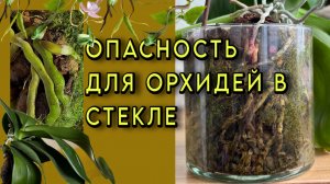 2 литра ЗАМОРОЖЕННЫХ КОРНЕЙ орхидей