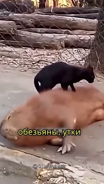 капибара.mp4