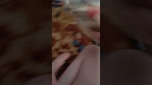 обзор на мышеловку и на игрушки и на хомячка