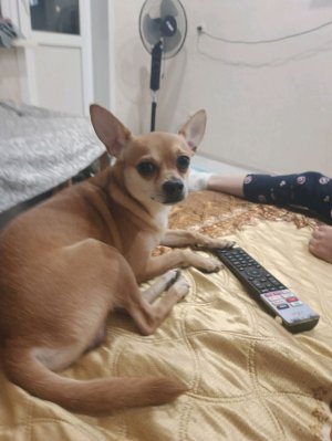 сорри сестра тупая 3 часть