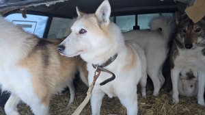 Белкунье сняли швы