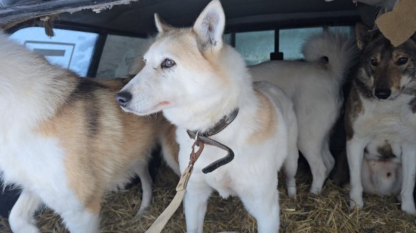 Белкунье сняли швы