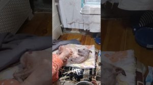 Утренний моцион Снежка