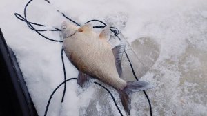 Окунь и лещ р.Свирь