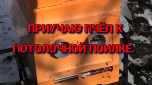ФЕВРАЛЬСКИЙ ОБЛЁТ ПЧЁЛ