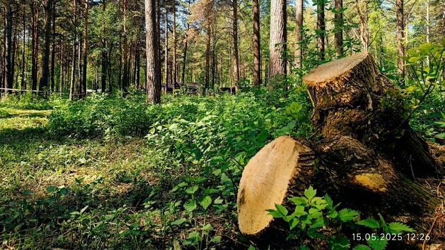 ВЕСНА смотреть онлайн