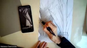 Сансевиерия (щучий хвост)  и его тень (простые карандаши)