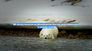 SR: белые медведи на Шпицбергене быстро адаптировались к таянию льдов