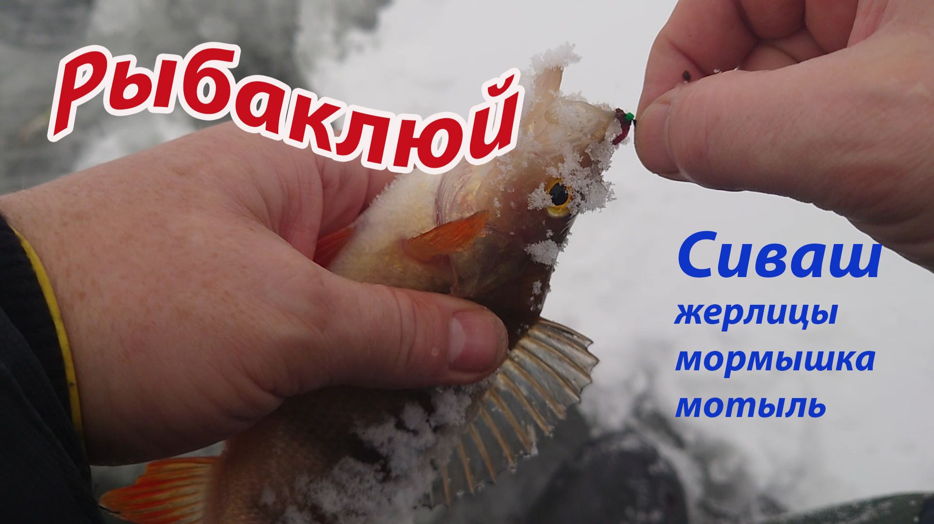 Сиваш - жерлицы, мормышка, мотыль