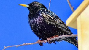 Скворцы вестники весны