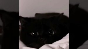 VID_20260204_145149_623.mp4