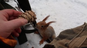 Белки. Кормушки. Зарисовка