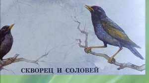 "Скворец и соловей", пересказ М. Тарловского.