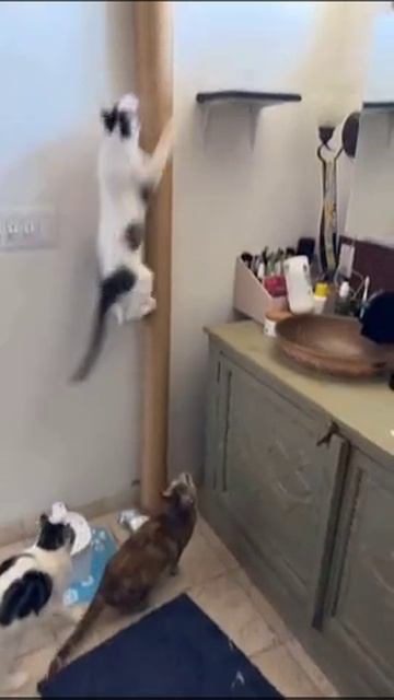 Человек живёт у котов смотреть онлайн