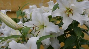 Иммигранты  Нового Света (Ботанический сад)