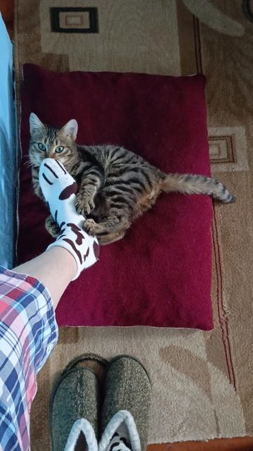 Ирис кис-кис 🐱