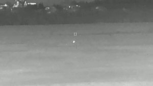 Лиса и заяц на одном поле