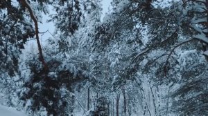 "Дрессировка" в работе по найму в организации