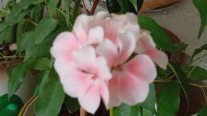 Герань цветет, мимоза растет. Они создают хорошее настроение.