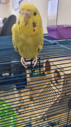 Попугай Клавдия  наводит порядок.