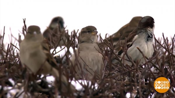 Ворон не считаем. Считаем воробьев! Доброе утро. Суббота. Фрагмент выпуска от 07.02.2026