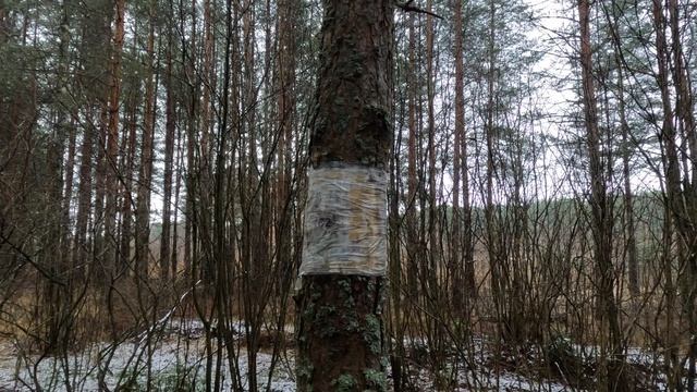 С2 смотреть онлайн
