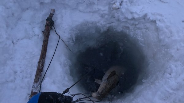 Неожиданный улов | Перемет на налима | Проверка 07.02.2026