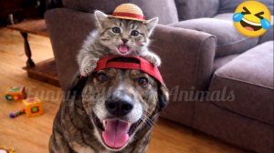Смешные Кошки-Коты  😸Лучшие приколы с кошками и Животными😸 СОБАКИ😸 Животные- Смешные видео!