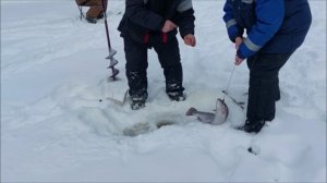 Сегодня отлично работает паста. Клёвое место, Лосиный остров, верхний водоём.