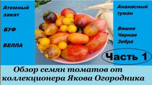 Обзор семян томатов от коллекционера Якова Огородника (канал Тепличный бизнес в деревне).