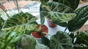 Выставка цветов в Самаре.🌴🌹🌳🪻