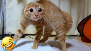 СМЕШНЫЕ КОТЫ 2026 ЛУЧШИЕ ПРИКОЛЫ С КОТАМИ, КОШКИ, ЖИВОТНЫЕ, СМЕШНОЕ ВИДЕО