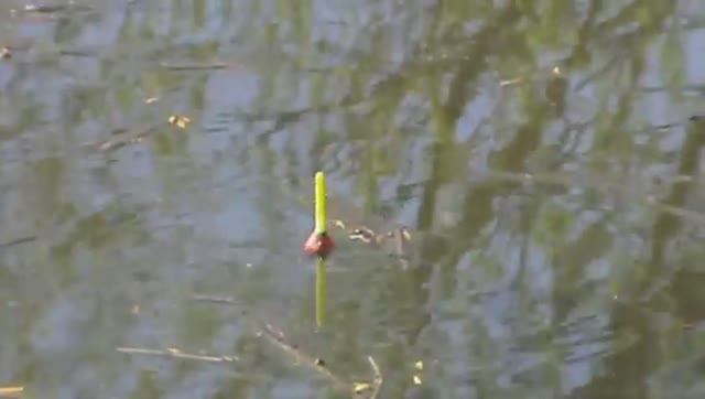 Лещь на опарыша(бубя). Рыбалка. р.Мулянка. Пермский край. 08.05.20 смотреть онлайн