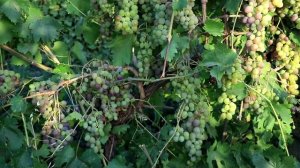 Адъювант Синерджи - применение на винограде