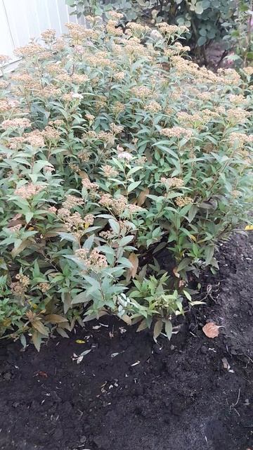 Спирея японская Антони Ватерер осенью. смотреть онлайн